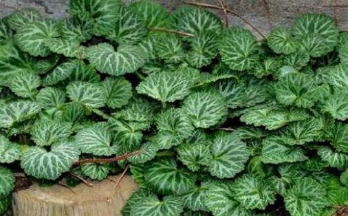 虎耳草是什么样的植物 虎耳草 浇水 植株