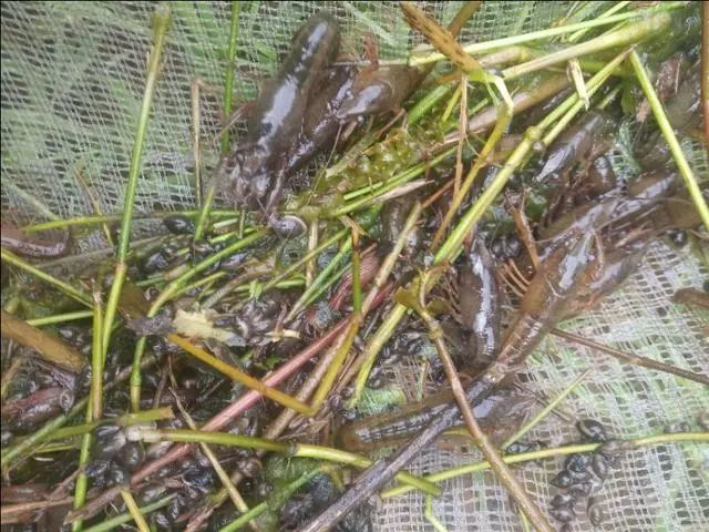 辟谣:小龙虾养殖,种苗是捕大留小?还是捕小留大?要看具体情况