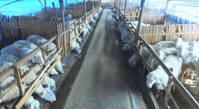 400多只羊卖不出去急寻买家诸暨人帮他