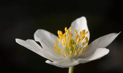 科技紫薇 4月12日至18日星座运势 气定神闲 抢占先机 腾讯新闻