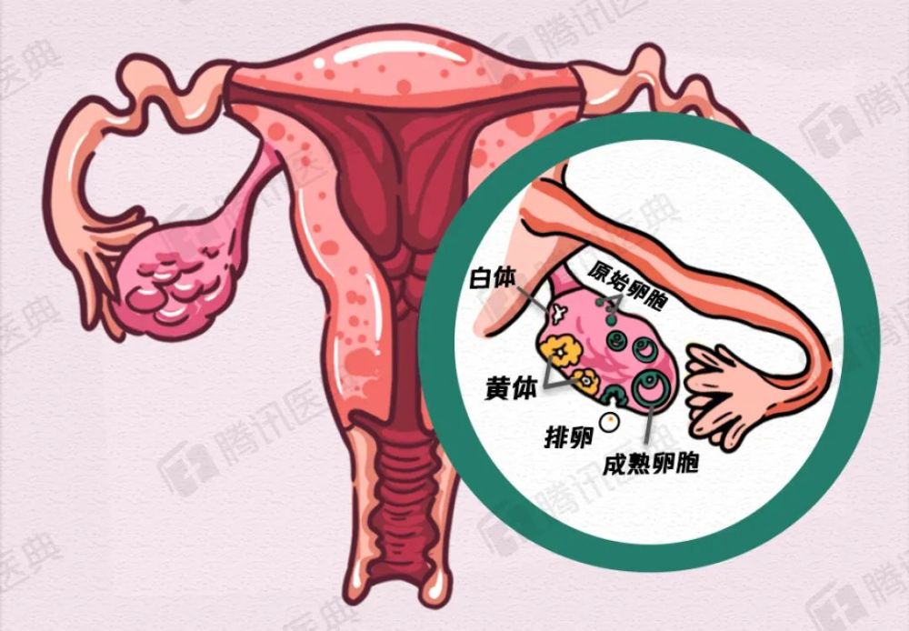 发育成熟,排出卵子后,卵泡的功能还没结束,它的破口随即封闭,形成黄体