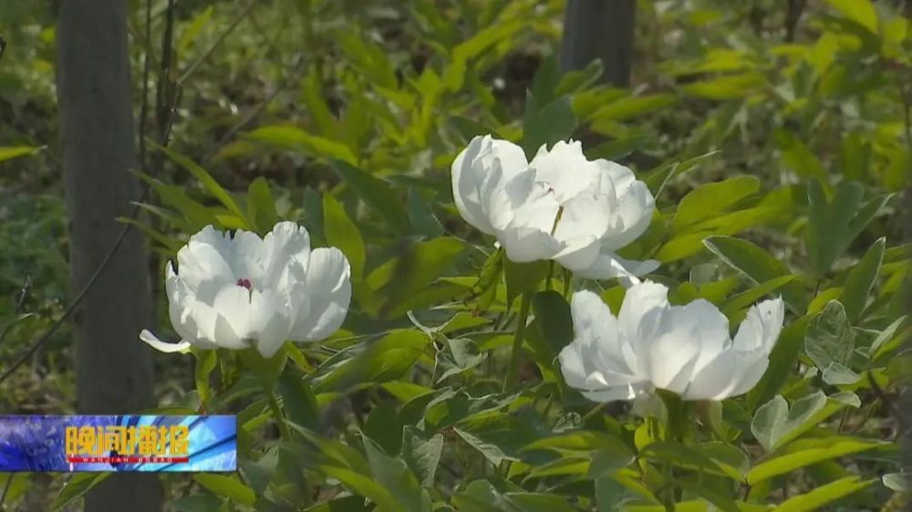 何華 主持人:李潔 製作:趙靜 走進巢湖市烔煬鎮的堯舜牡丹園,花香伴隨