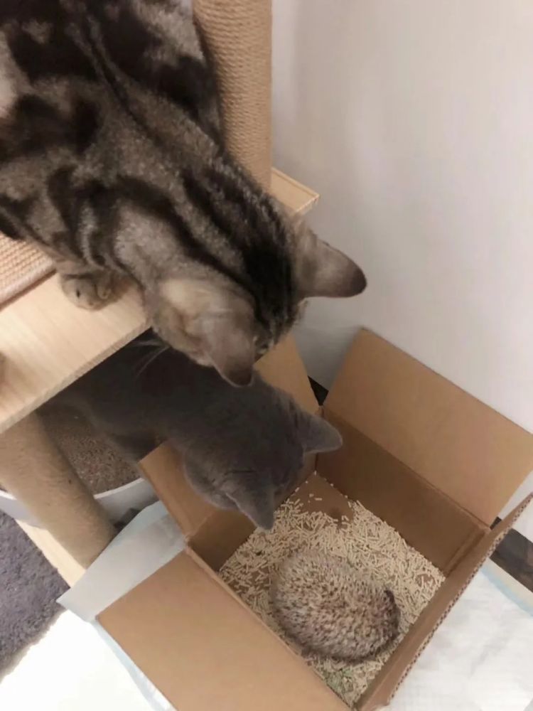 当"狗东西"遇上了"猫南北"