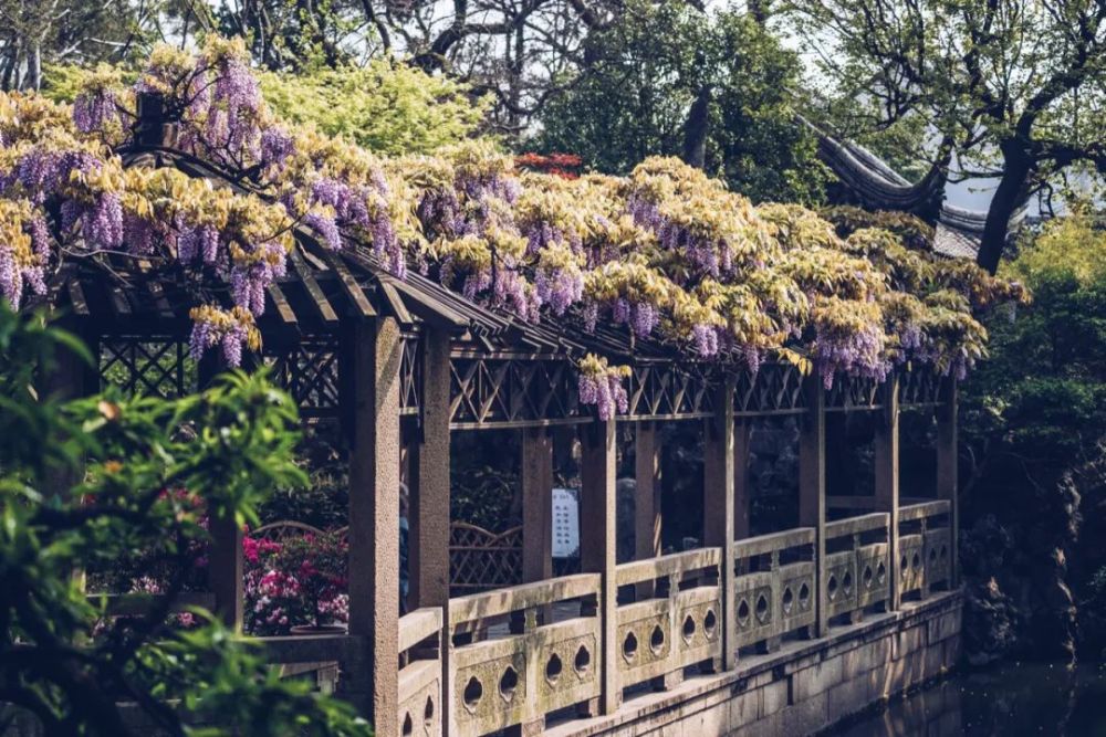 四月·姑苏·遇见·紫藤
