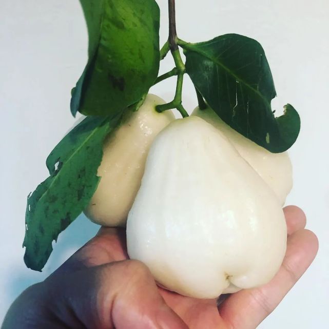 又称白壳仔莲雾,新市仔莲雾,翡翠莲雾,乳白色或清白色,果形小,长倒