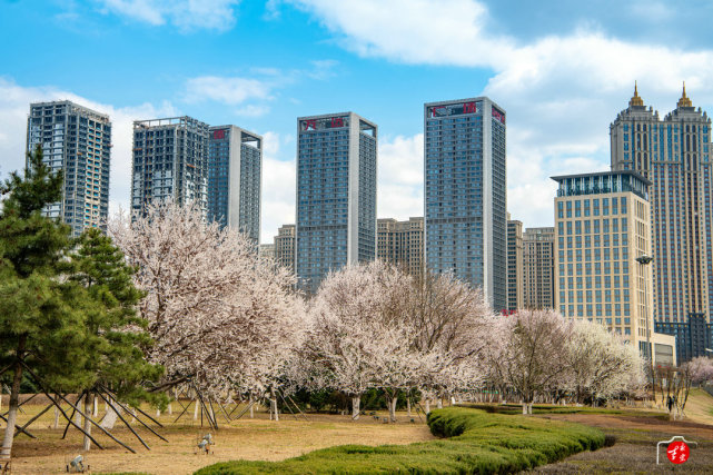 沈阳青年南大街 不可错过的花季风景
