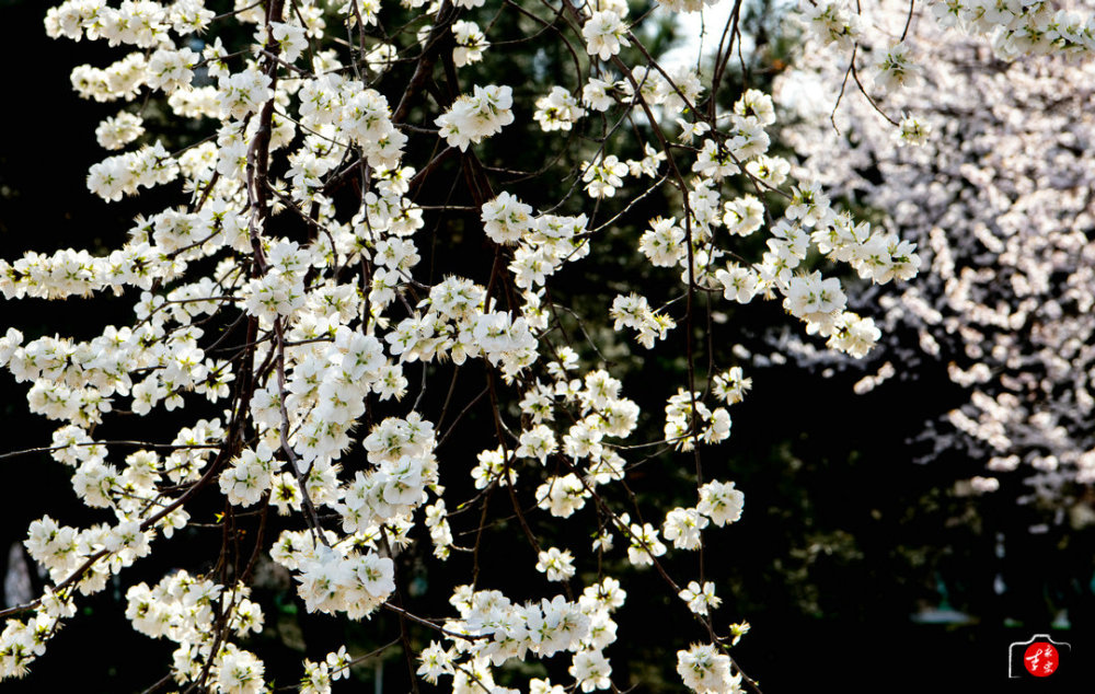 沈阳青年南大街 不可错过的花季风景 腾讯新闻