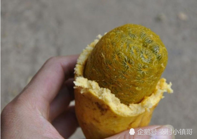 农村山上的几种果子,童年经常吃的野味,美食零食野果