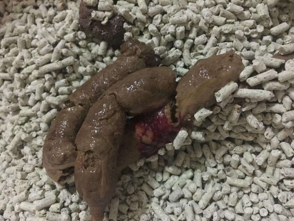 这是猫主子向你求救的信号!