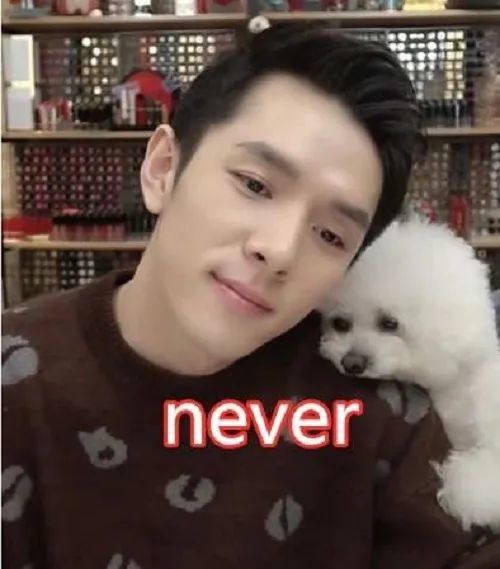 李佳琦送爱犬never去当治愈犬希望它能做更有意义的事情
