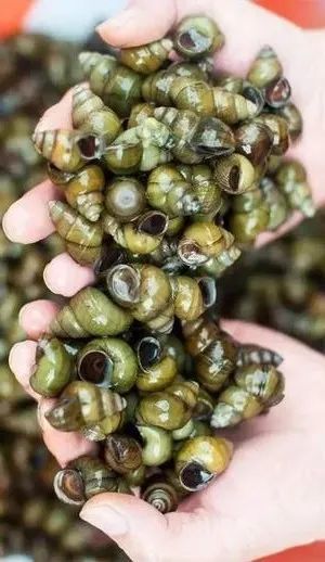 螺的样貌,锥形或倒金字塔形,一螺一螺盘旋而上.