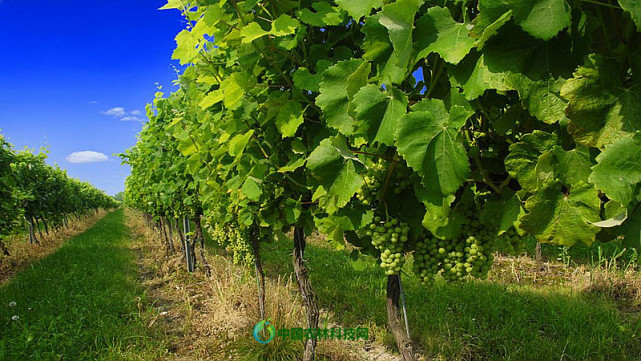 农事指导 4月份葡萄生产管理要点大全 萌芽 葡萄树 绿盲蝽 抹芽 葡萄 花序