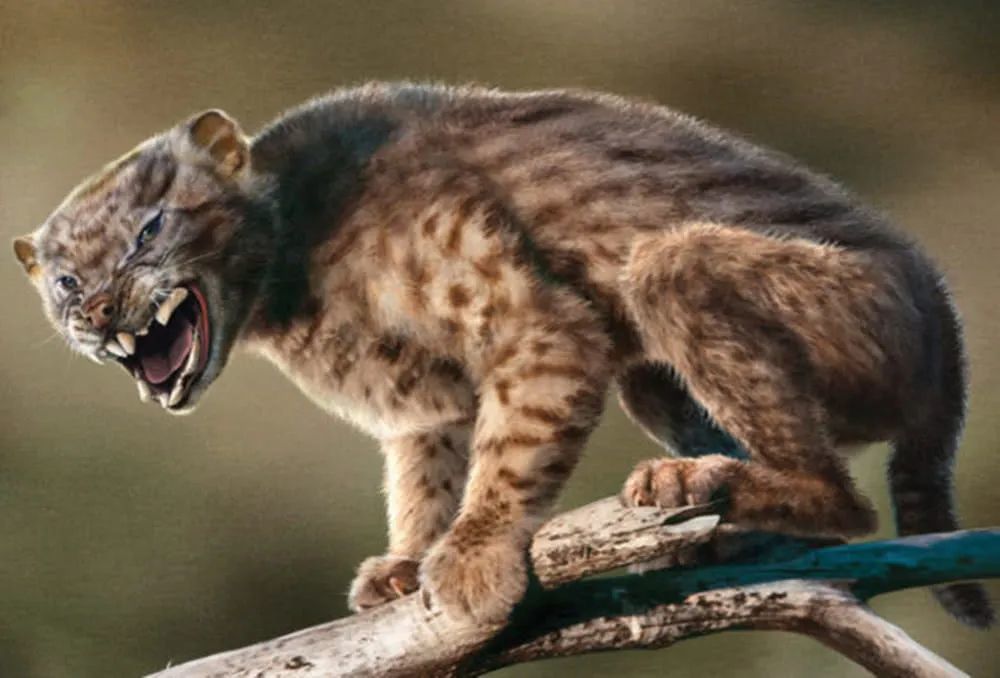 澳洲森林霸主袋狮为何灭绝科学家与人类并无关联