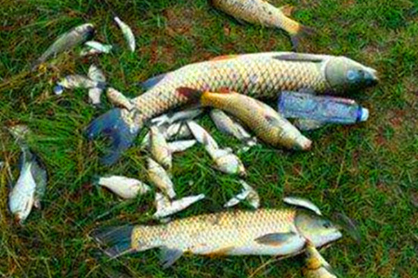 春末夏初钓位选这些 都是鱼扎堆的地方 下竿就有口 夏初 鲫鱼 鱼类 水口 谷雨