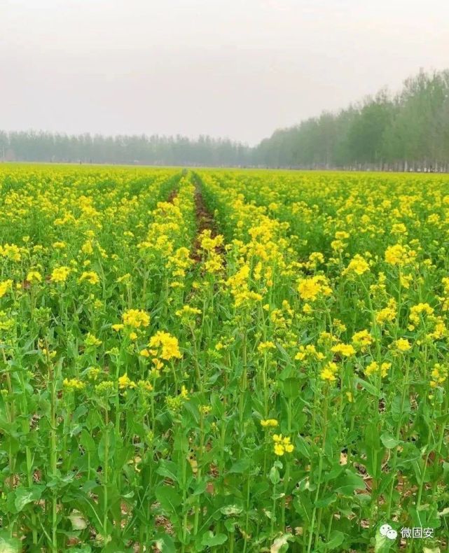 惊艳无比固安这片油菜花海开好了