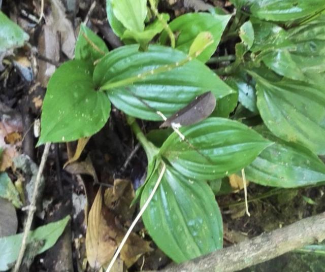 在农地铲除杂草,请留住1种"羊耳蒜",价值比车前草高,珍贵!