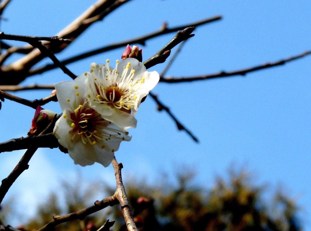 陆游|陆游这首经典的七言绝句，开篇两句略显平淡，最后一句深入人心