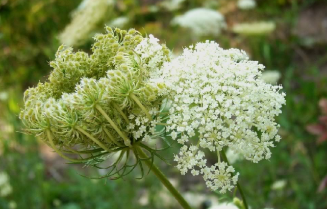 名字叫做隔山香,却因为根系像鸡爪而出名,据说市价很贵!