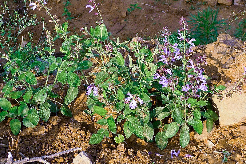 若在山上再遇它只摘叶子不要拔根如今当真很珍贵