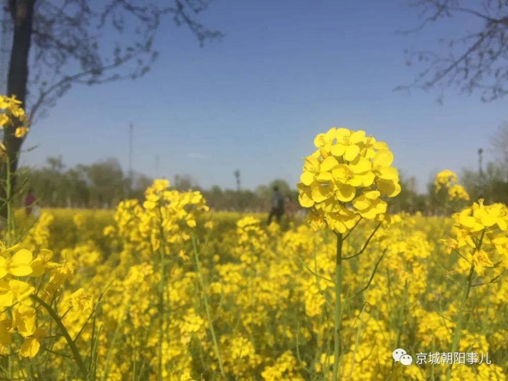 终于有时间来好好欣赏一番早就听说京城梨园的油菜花海非常美穿梭在