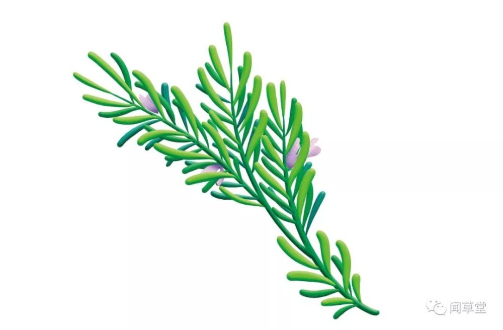 "海之朝露"—闻草堂开启迷迭香之旅