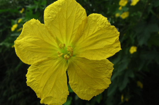 两性花和单性花有什么区别 考拉园艺网带你了解两性花和单性花 考拉园艺网 雌蕊
