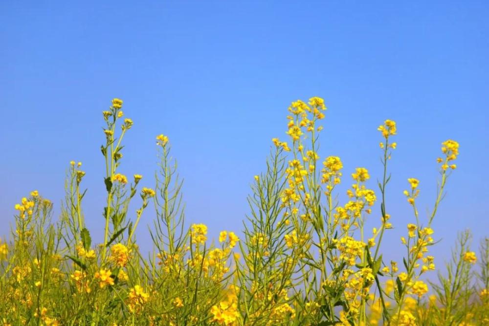 4月临汾龙澍峪千亩油菜花海景区实拍图片