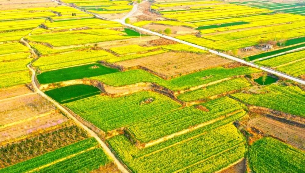 4月临汾龙澍峪千亩油菜花海景区实拍图片