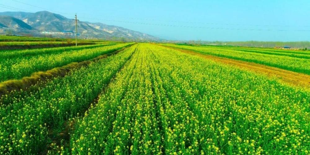 4月临汾龙澍峪千亩油菜花海景区实拍图片