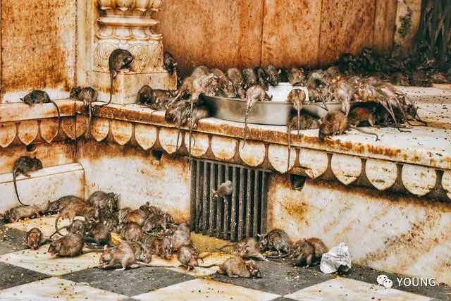 印度比卡内尔的老鼠神庙