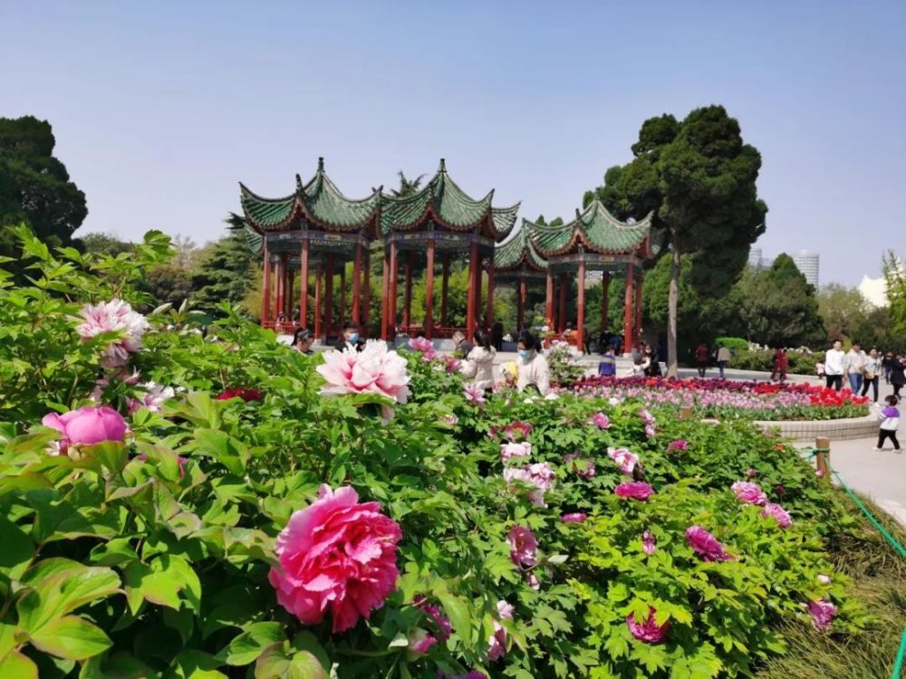 一到週末,鄭州人民公園就迎來了遊客高峰.