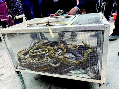 鱼铺卖蛇半年无人问津