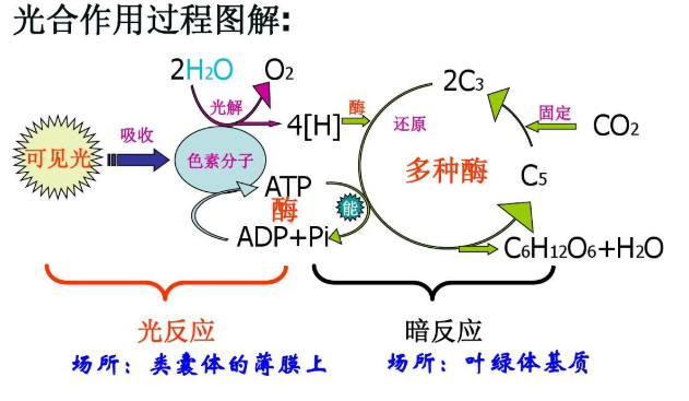 植物的光合作用分為兩個部分,第一個部分和光有關,叫做光反應;在第二