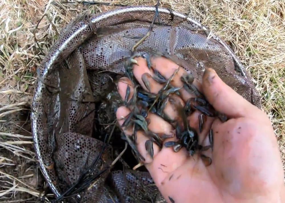 虾尾上有黑色的物质,吃时有浓浓的泥巴味,炒熟的虾,颜色比一般的虾米