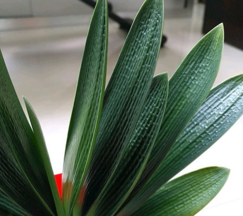 君子兰每月浇点这东西 叶子碧绿油润 越长越精神 腾讯新闻