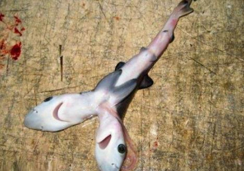 男子捞到一条双头怪鱼以为是稀有玩意邻居却劝他赶紧扔了