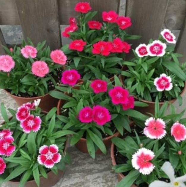 赏花就盆栽石竹花，花色丰富、花期长，株型优美，个头小巧玲珑_腾讯新闻