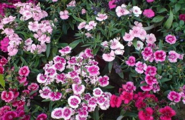 赏花就盆栽石竹花，花色丰富、花期长，株型优美，个头小巧玲珑_腾讯新闻