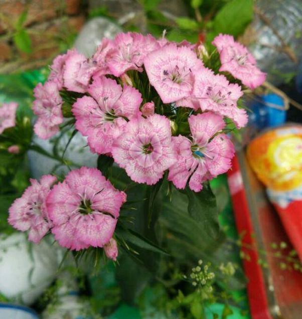 赏花就盆栽石竹花，花色丰富、花期长，株型优美，个头小巧玲珑_腾讯新闻