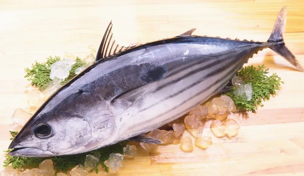 炙鲣鱼 像红宝石般璀璨的乡土料理 腾讯新闻