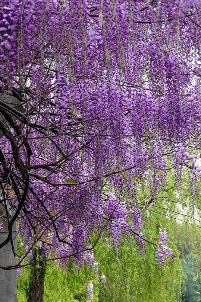 杨浦公园紫藤花开如瀑!欢迎进入"梦幻杨浦"