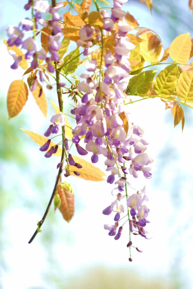 杨浦公园紫藤花开如瀑!欢迎进入"梦幻杨浦"