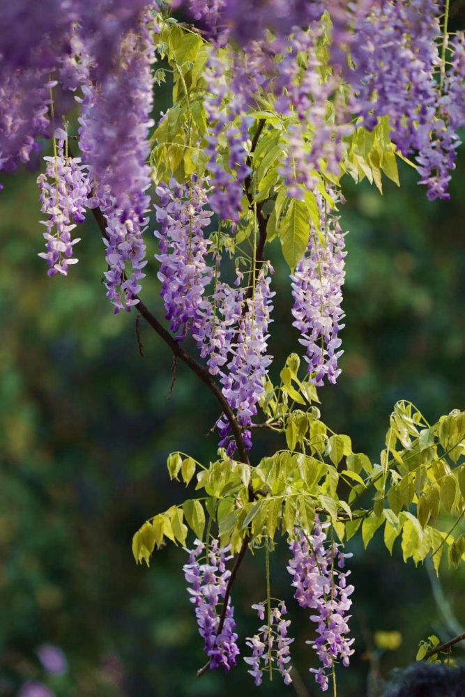 杨浦公园紫藤花开如瀑!欢迎进入"梦幻杨浦"