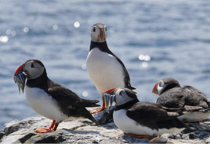 把国宝当食物的国家:煮,烤,油炸都能做,致其顺利迈入濒危动物