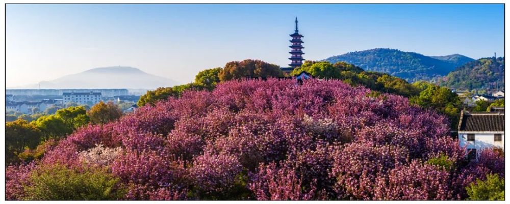 后会有期!铜观音寺暂未开放,我们一起"云赏樱"吧