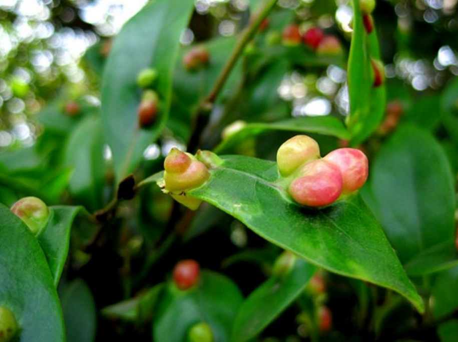 素食主义最强寄生者 瘿蜂伪装成植物果实 再吃掉真的果实 腾讯新闻