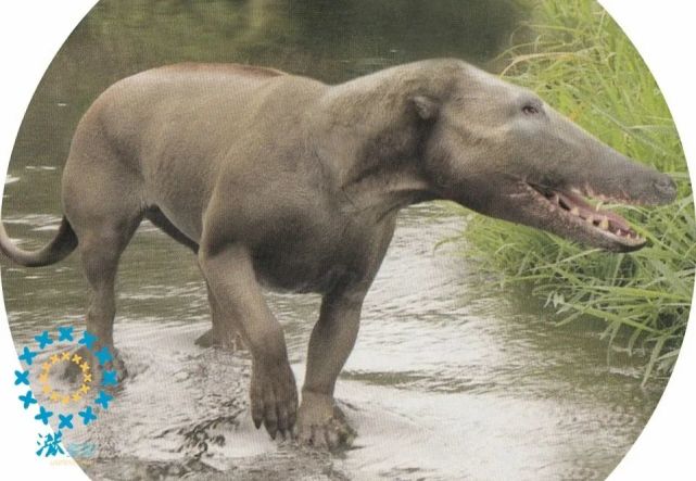 10个关于海豚的冷知识先祖曾经生活在陆上