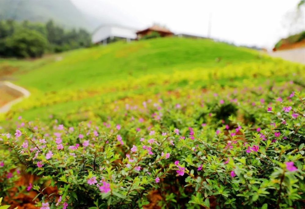 贵港这个惬意的小乡村 你爱了吗 腾讯新闻