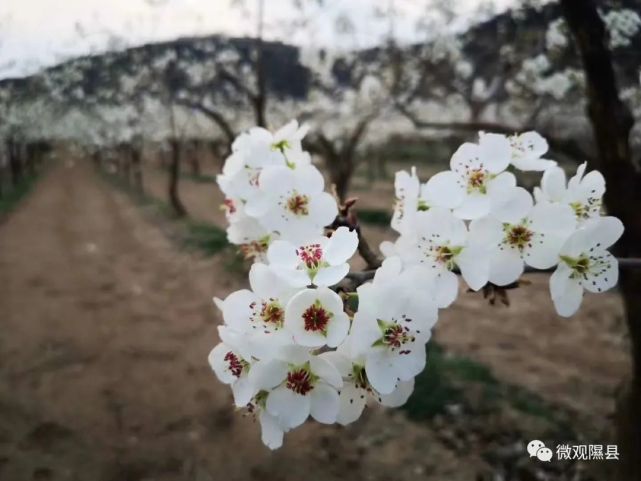 2021年隰县梨花节图片