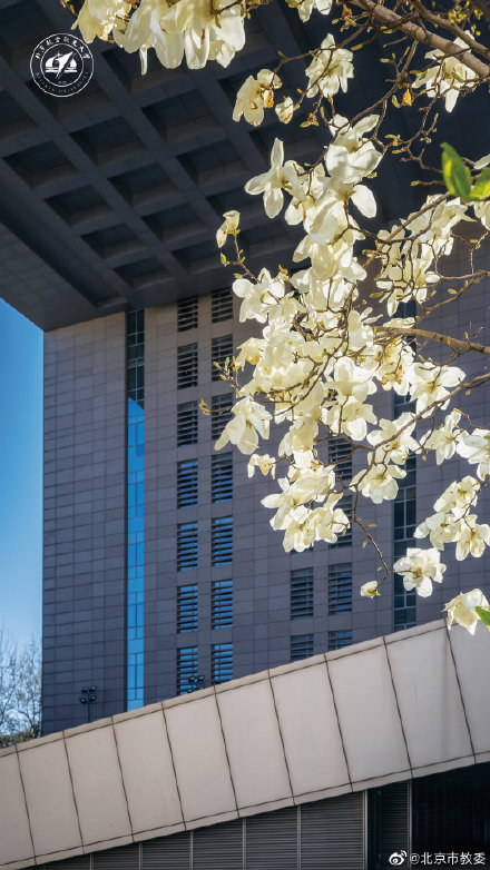 北航春日绝美壁纸赶快收藏使用